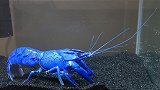 小龙虾还有蓝色的？科学家表示可能是变异，吃货：能吃吗？