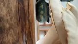 一男子去朋友家发现茶几长出蘑菇