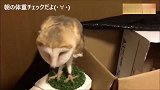 从猫头鹰的动作来看，主人平常一定非常喜欢跳舞！