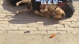 河北邯郸：男子喝醉酒后躺在地上抱着狗狗开始睡觉
