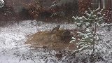 陷阱逮到一只野猫，猎人上前抓捕，结局搞笑了！