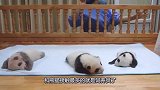 三只小熊猫躺在毯子上睡觉，姿势竟然东倒西歪，熊猫举动萌翻了