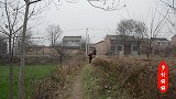 麦苗太稠了，咸阳女子丽丽和妈妈一起拔麦苗，农民种地不容易