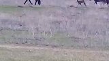 小牛犊进错队跟着马群狂奔，牛妈妈跟在后面狂追