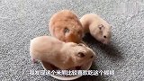 仓鼠一家吃糊糊，爸爸溜达一会回来，食物被吃完了，只能舔食盆