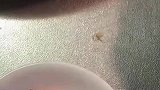 女子在家炸虾片，炸出了优越感，炸虾片是最拿得出手了