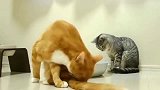 狸花猫：懒出新高度的橘座，也不嫌味道大