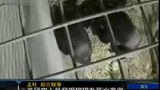 黑猩猩为死亡悲伤 手挽手送别逝去同伴-5月1日