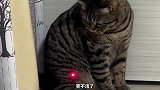 十只猫看到这些红外线，有八个会惊讶？