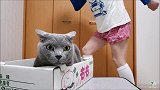 家有二货铲屎官，一言不合就尬舞，猫：咱也不敢说，咱也不敢问