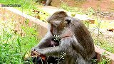 可怜的小猴子哭伤嘴，老妈妈用手指在给小猴子断奶