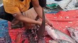 印度人不杀生，一般都让鱼自己往刀上撞