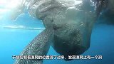 鲨鱼发现捕鱼网有洞，下一秒憋住别笑，镜头记录全过程