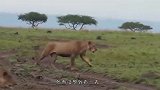 狮子抓到鬣狗后，根本不屑吃它，反而“护送”它回家！