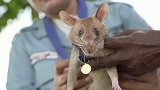 柬埔寨：5年扫雷22点5万㎡ 曾获动物界金奖的英雄鼠死亡