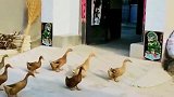 小鸭子出门还不忘叫上朋友，生活过得比人还要舒服