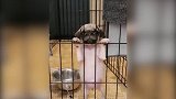 狗狗是太热了吗，把爪子泡在水里，真的是好聪明啊！