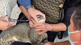 猫咪吃鱼被卡，主人用钳子解救