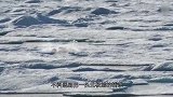 北极熊母子发现一头海象尸体，刚想上前捡漏，下一秒转身就跑