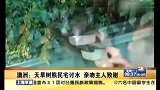 旅游-150105-树袋熊因天旱向民宅讨水喝 亲吻居民致谢