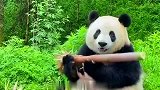 你的国宝熊猫吃播已上线，看着吃的也太香了