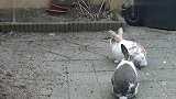 兔子VS猫咪,好搞笑的动物