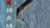 虎鲨捕食第一次飞行的信天翁幼