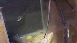 水缸里来了新家伙，鳗鱼二话不说直接攻击