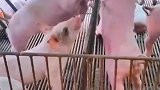 这是三英战吕布呀