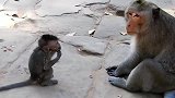 猴宝跑到猴王面前，想说点儿啥呢？
