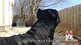 为什么很多人都喜欢养卡斯罗犬？