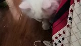 猫：妈妈来陪我玩呀！不然好无聊呀！