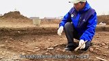 4000年前的夏王墓，里面竟挖出一条“真龙”专家眼睛看直了