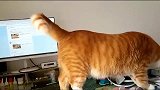 猫咪不让主人干活，趴在电脑上，想着法子把鼠标推地上去