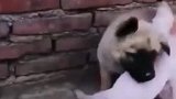 猪八戒完胜哮天犬