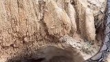 母爱 鸭妈妈奋力救出孩子后，才静静地、安祥地等待死亡！ 母爱无私母爱伟大