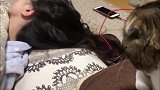 主人在睡觉，猫咪一会扒头发一会亲亲的，还让不让铲屎的好好睡啦