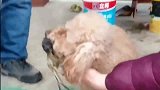 小奶狗非要去招惹螃蟹，真是搞笑