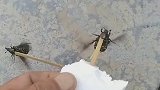 男子用昆虫自制无人机，两只在动两只无反应