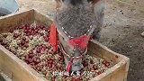 别说吃驴肉了 现在连驴饲料都吃不起了 真心活得不如头驴啊