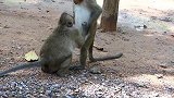 两只猴子懵懂的好搞笑，看一次笑一次