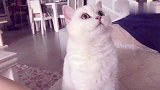 猫咪看到鱼刺望眼欲穿，喵：啥玩意儿，肉都没有