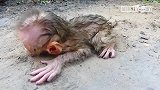 小猴子出生不久就成了孤儿，哭得是已经奄奄一息了，好可怜