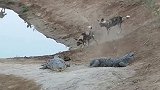 实拍：企图围捕鳄鱼的野狗！