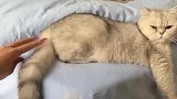 主人喜欢玩猫咪尾巴，弄得猫咪不开心