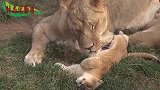 狮子家族，没想到狮子也有这么有爱的一面，母狮和小狮子的温馨