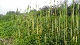 荆州环古城国家湿地公园—粽叶飘香