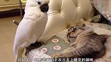 鹦鹉从小就照顾泰迪，泰迪长大后，却是这番景象