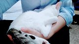 不抱都不行，怎么办
