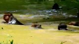 嗯！这是猴群最喜欢的休闲方式，游泳，晒日光浴！